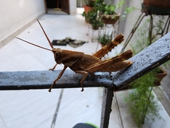 Coryacris angustipennis