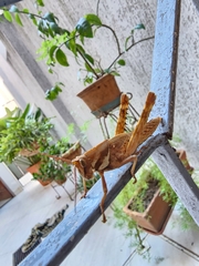 Coryacris angustipennis