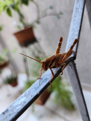 Coryacris angustipennis