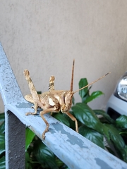 Coryacris angustipennis