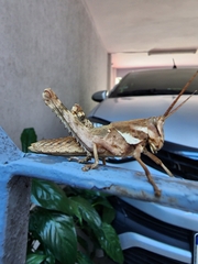 Coryacris angustipennis