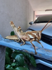 Coryacris angustipennis