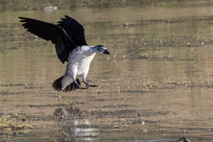 Sarkidiornis melanotos