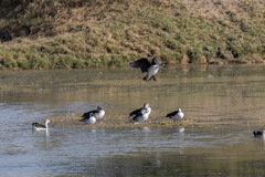 Sarkidiornis melanotos