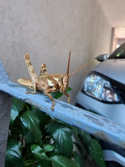 Coryacris angustipennis