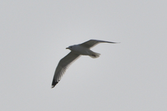 Larus argentatus vegae