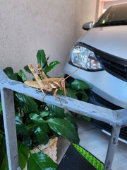 Coryacris angustipennis