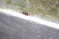 Myrmarachnini