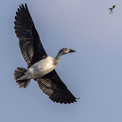 Sarkidiornis melanotos