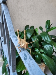 Coryacris angustipennis