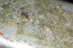 Myrmarachnini