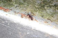 Myrmarachnini