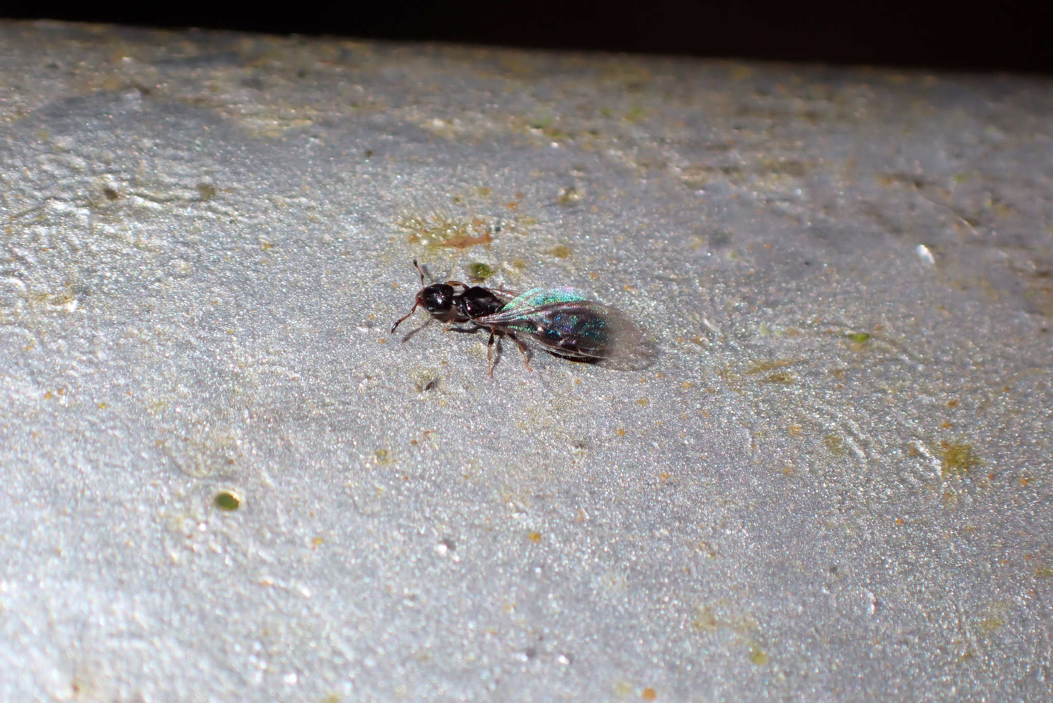 Gauromyrmex