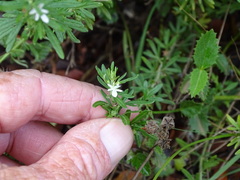 Teucrium trifidum
