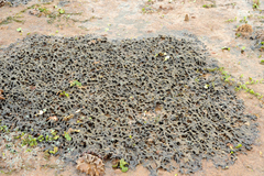 Haliclona cymaeformis