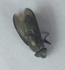 Cosmina fuscipennis