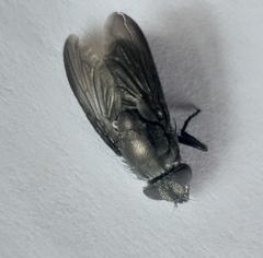 Cosmina fuscipennis