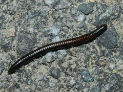 Tachypodoiulus niger