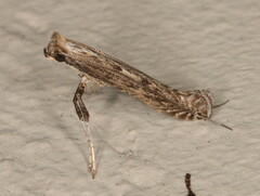 Pleiomorpha homotypa