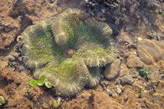 Stichodactyla haddoni