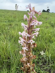 Satyrium longicauda image