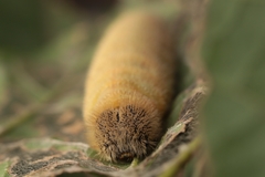 Odontoptilum angulata