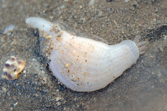 Heteractis