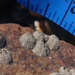 Amphibalanus amphitrite