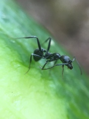 Aphaenogaster senilis