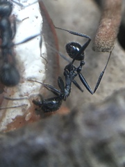 Aphaenogaster senilis