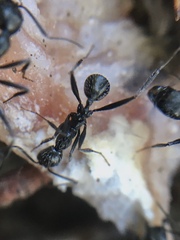 Aphaenogaster senilis