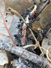 Aphaenogaster senilis