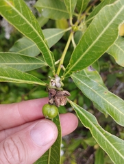 Sapium glandulosum