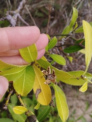 Sapium glandulosum