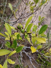 Sapium glandulosum