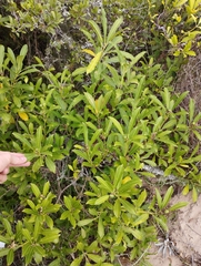 Sapium glandulosum