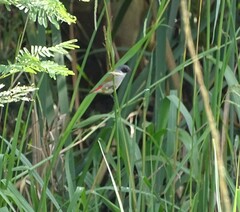 Coccopygia melanotis