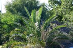 Phoenix canariensis