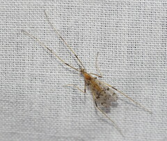 Erioptera