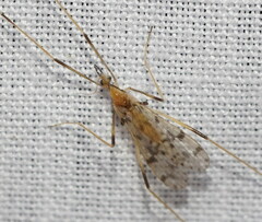Erioptera