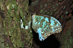 Morpho epistrophus