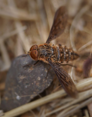 Hyrmophlaeba bellula
