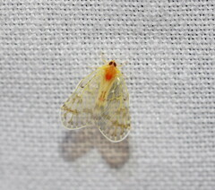 Saccharodite chrysonoe