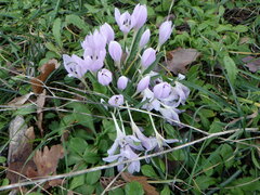 Colchicum hungaricum