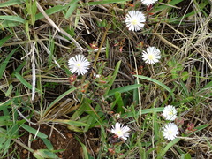 Lampranthus algoensis