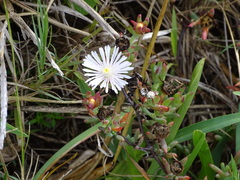 Lampranthus algoensis