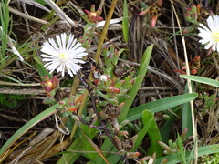 Lampranthus algoensis