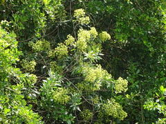 Heteromorpha arborescens