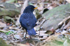 Myophonus caeruleus eugenei