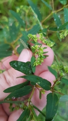 Euphorbia hyssopifolia